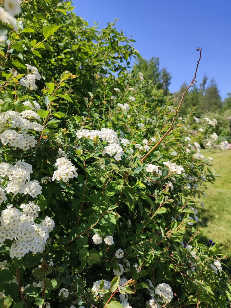 Blommande spirea i sommarsol på odlingsområdet